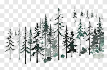 Pine Trees In Misty Forest PNG