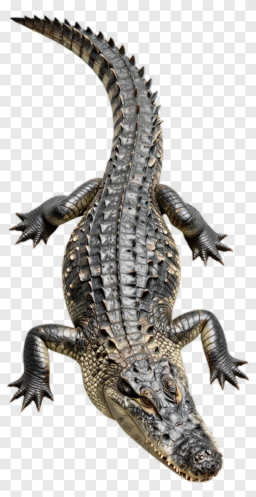 Alligator PNG