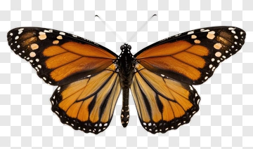 Monarch Butterfly PNG