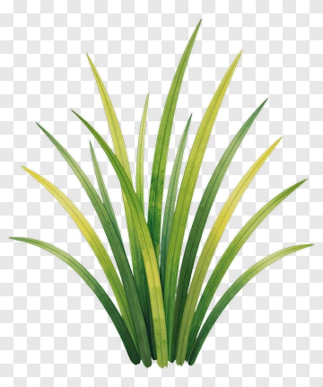 Watercolor Grass Illustration PNG
