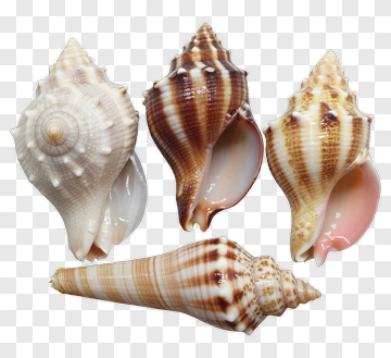 Four Seashells With Spiral Patterns PNG