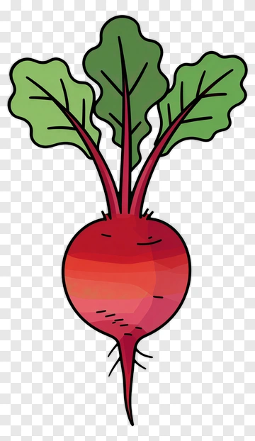 Beetroot With Green Leaves PNG