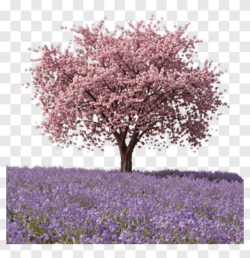 Cherry Tree In Blossom PNG