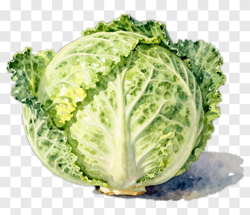 Fresh Watercolor Cabbage PNG