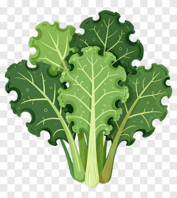 Kale PNG