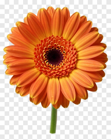 Orange Gerbera Daisy PNG