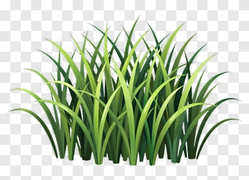 Grass PNG