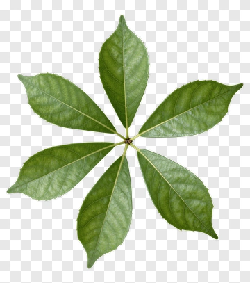 Five-leaf Plant PNG