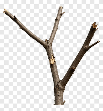 Tree Branch With Cut Ends PNG