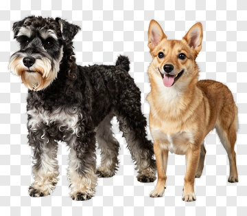 Two Dogs Standing Together PNG