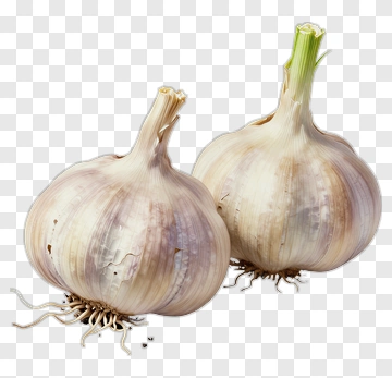 Two Garlic Heads PNG