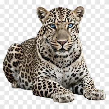 Leopard PNG
