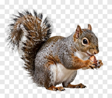 Gray Squirrel Holding A Nut PNG