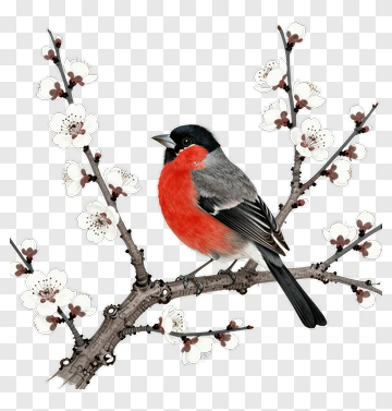 Red-breasted Bird On Cherry Blossom Branch PNG