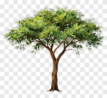 Cartoon Tree With Green Leaves PNG
