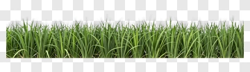 Green Grass PNG