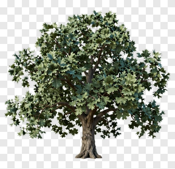Oak Tree PNG