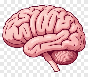 Cartoon Brain Illustration PNG