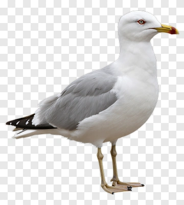 Seagull Standing On Rocky Surface PNG