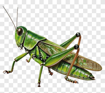 Realistic Grasshopper Illustration PNG