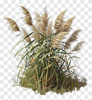 Reeds With Feathery Plumes PNG