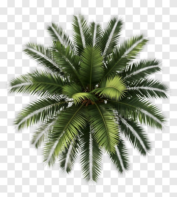 Sago Palm Top View PNG