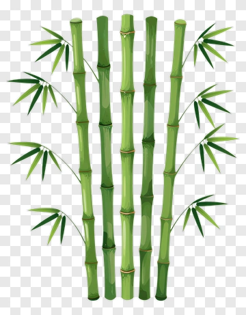 Bamboo PNG