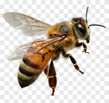 Bee In Flight PNG
