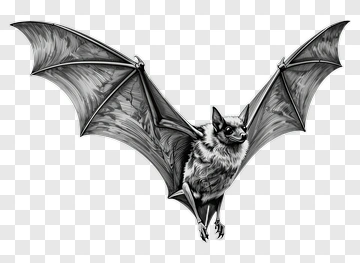 Bat With Spread Wings PNG