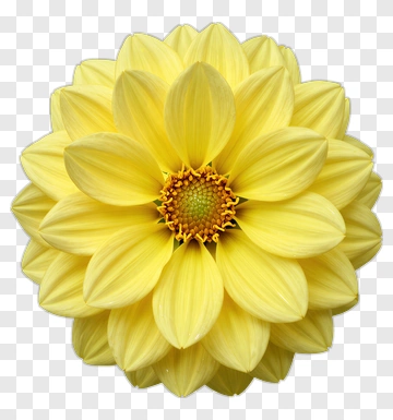 Yellow Dahlia Flower PNG
