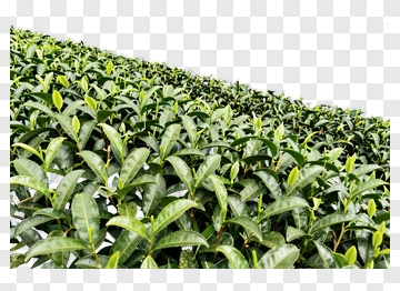 Tea Plant Leaves PNG