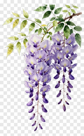 Wisteria Blossom With Green Leaves PNG