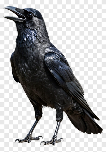 Black Crow Standing PNG