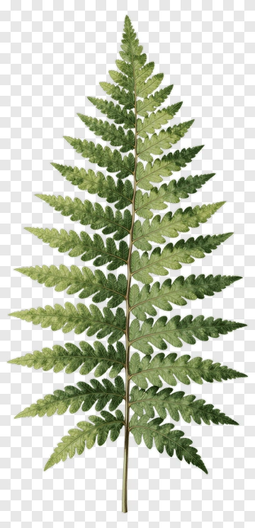 Fern Leaf PNG