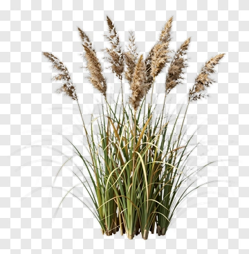 Reed With Plume PNG