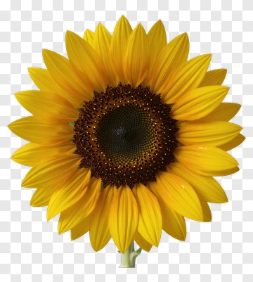 Sunflower In Full Bloom PNG
