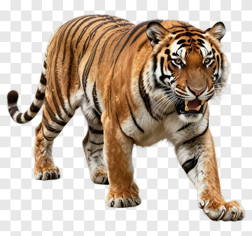 Tiger PNG