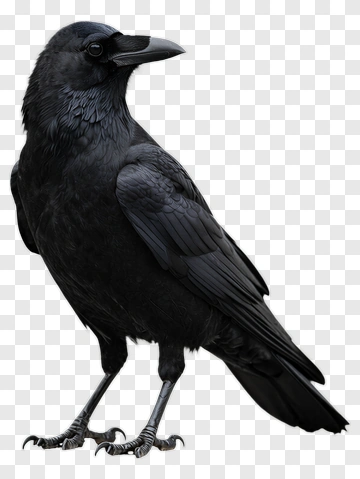 Black Crow Standing On Ground PNG