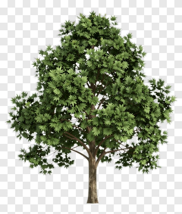 Lush Green Tree PNG