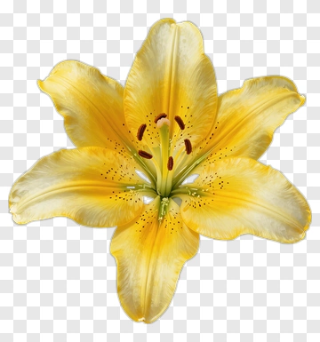 Yellow Lily In Full Bloom PNG