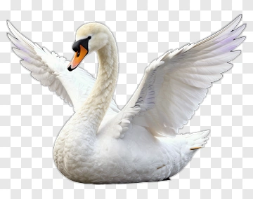 White Swan With Spread Wings PNG