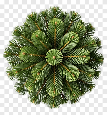 Top View Of A Pine Cone PNG