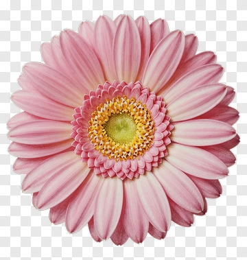 Pink Gerbera Daisy PNG