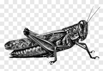 Detailed Grasshopper Sketch PNG