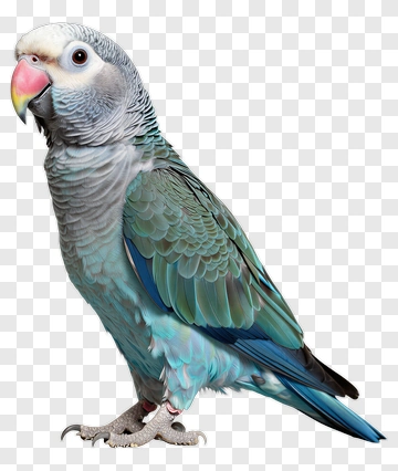 African Gray Parrot Portrait PNG