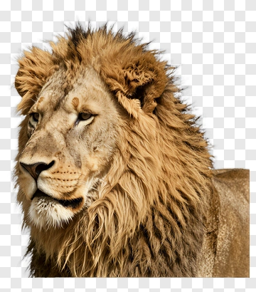 Lion With Mane PNG