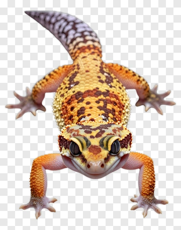 Gecko PNG
