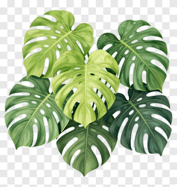 Monstera Leaf PNG
