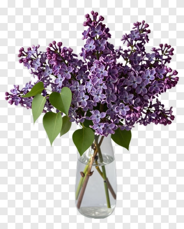 Purple Lilac In Glass Vase PNG