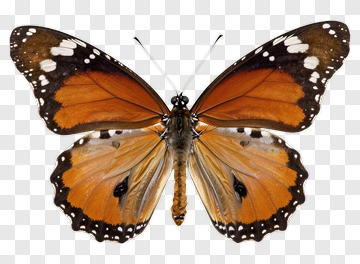Orange And Black Butterfly With White Spots PNG